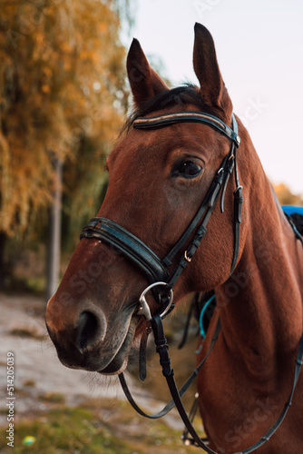 The muzzle of a horse against the backdrop of an autumn landscape