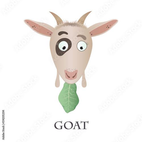 Vector graphic illustration of a funny goat with a cabbage on a white background photo