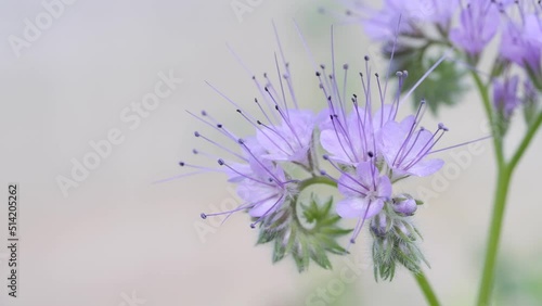 Phacelia tanacetifolia or lacy phacelia - green manure, blue flower, macro, close-up photo