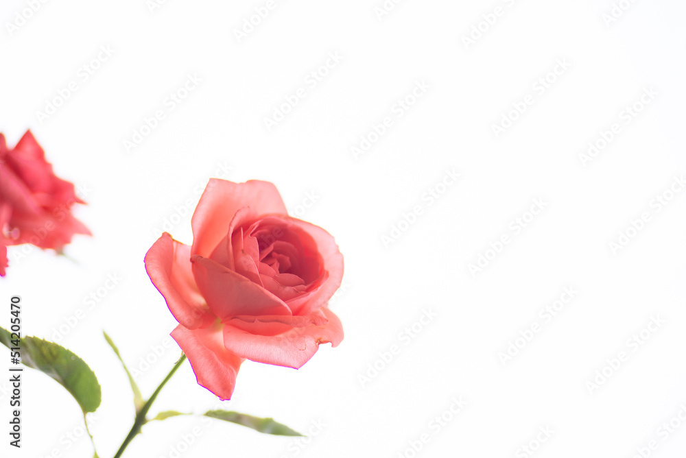Fototapeta premium 満開のバラの花