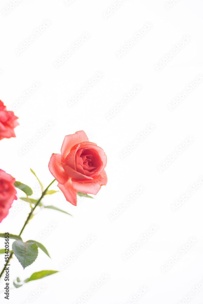 満開のバラの花 満開のバラの花