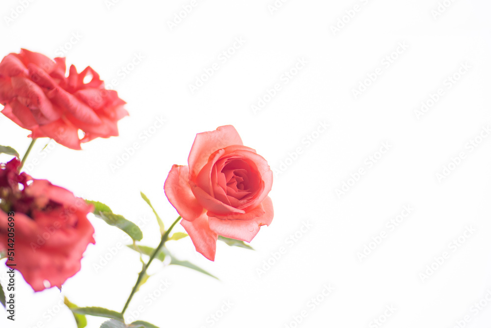 満開のバラの花 満開のバラの花