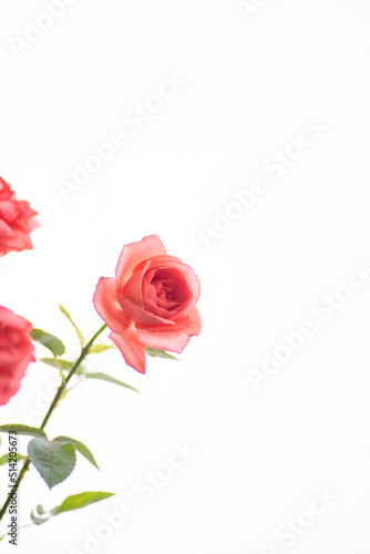 満開のバラの花 © 歌うカメラマン