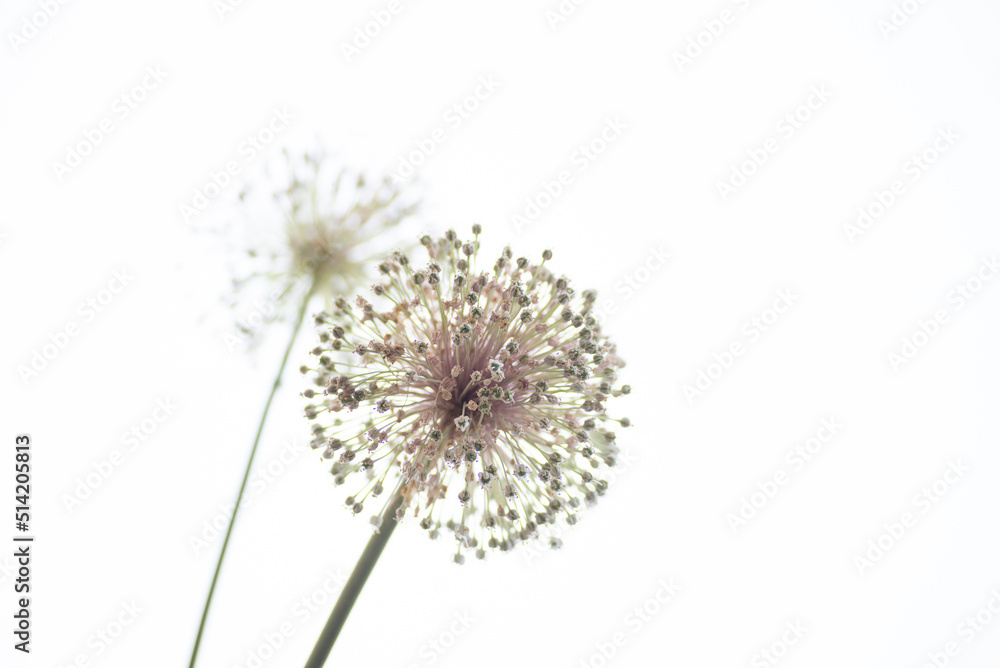 ニンニクの花