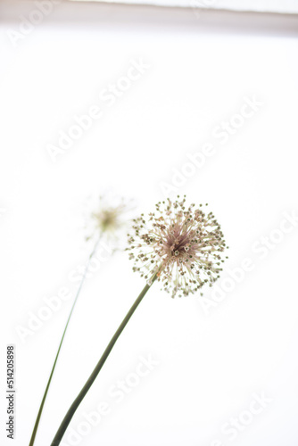 Wallpaper Mural ニンニクの花 Torontodigital.ca