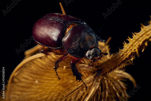 A female common rhinoceros beetle on a stem of a dry plant ( oryctes nasicornis )