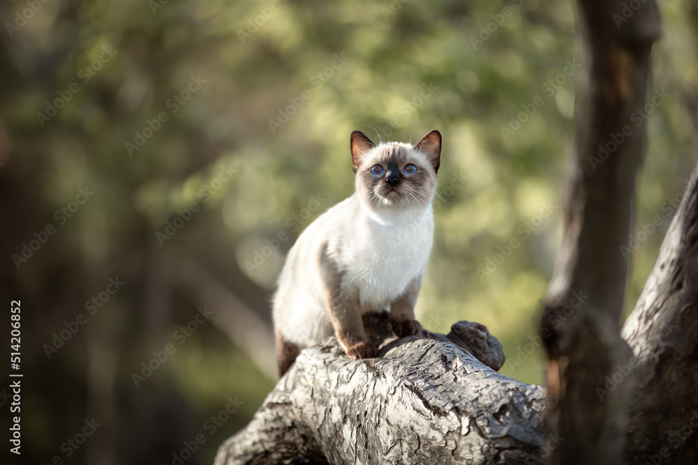 thai cat sits on a tree in summer