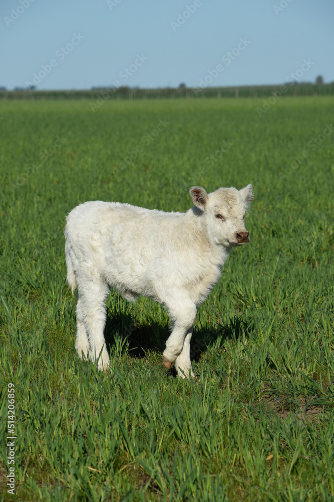 White Shorthorn calf , in Argentine countryside, La Pampa province, Patagonia, Argentina. White Shorthorn calf , in Argentine countryside, La Pampa province, Patagonia, Argentina.