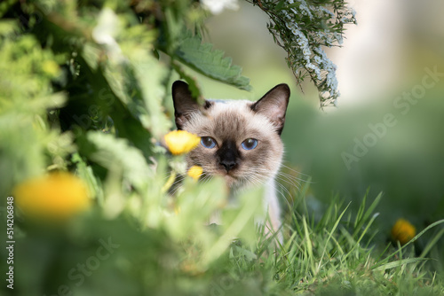 Thai cat sits in the garden on the grass in summer