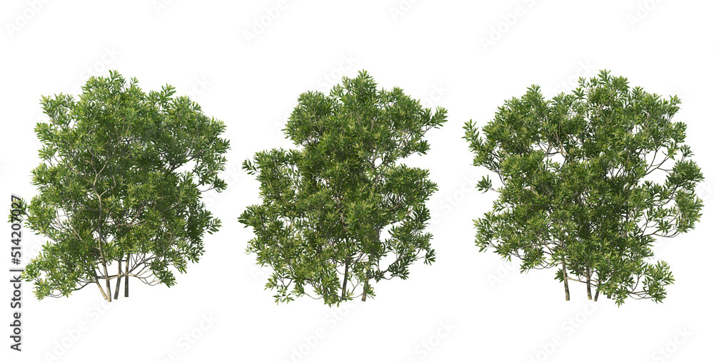 Bushes on a white background Bushes on a white background