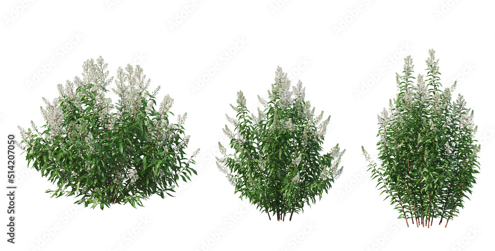 Fototapeta premium Bushes on a white background