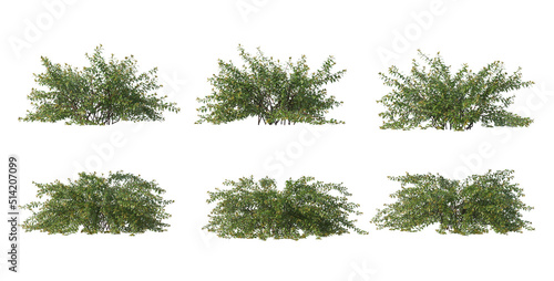  Bushes on a white background