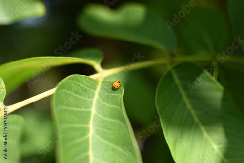 Obraz na płótnie ladybug on the leaf w salonie
