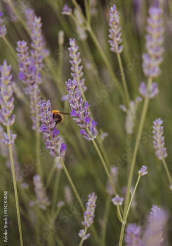 Blooming lavender in spring in the garden © Olivia