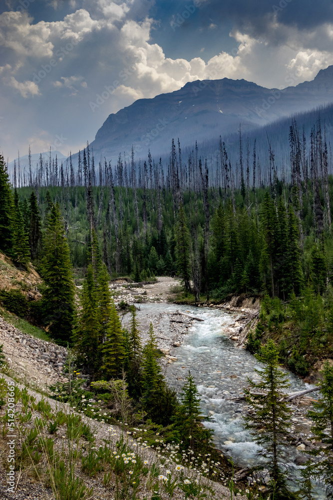 Fototapeta premium Tokkum Creek rolls on Kootenay National Park British Columbia Canada