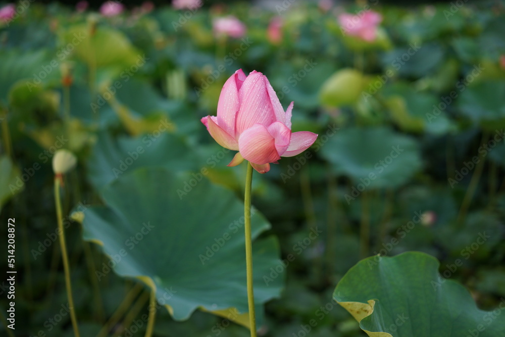 pink lotus flower