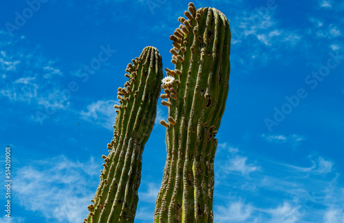 Mexican giant cactus (Large Elephant Cardon cactus Pachycereus pringlei) with one white flower against a blue cloudy sky in the desert, in the town of Todos Santos, Baja California Sur, La Paz Mexico. photo