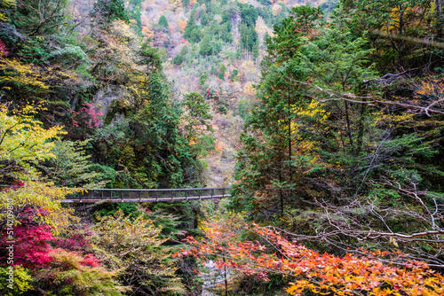 みたらい渓谷（奈良県吉野郡天川村）の紅葉