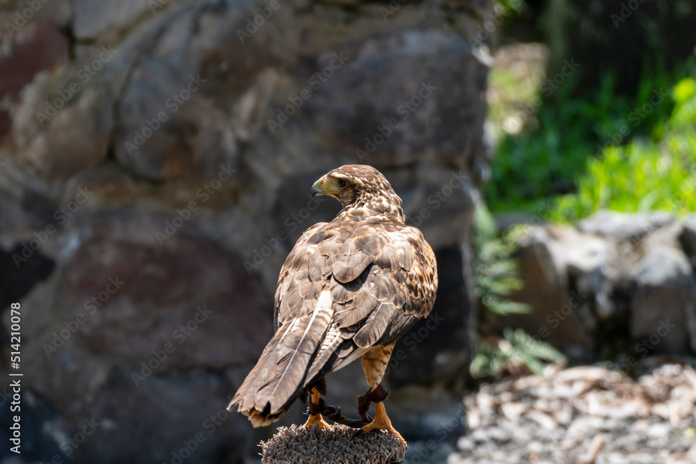 Fototapeta premium Buteo buteo, El busardo ratonero, ​​ ratonero común, ​ busardo euroasiático, ​ águila ratonera​ o aguililla