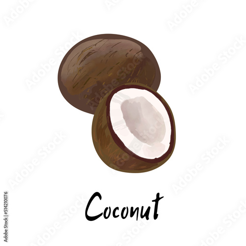 Illustration of a coconut isolated on a white background
