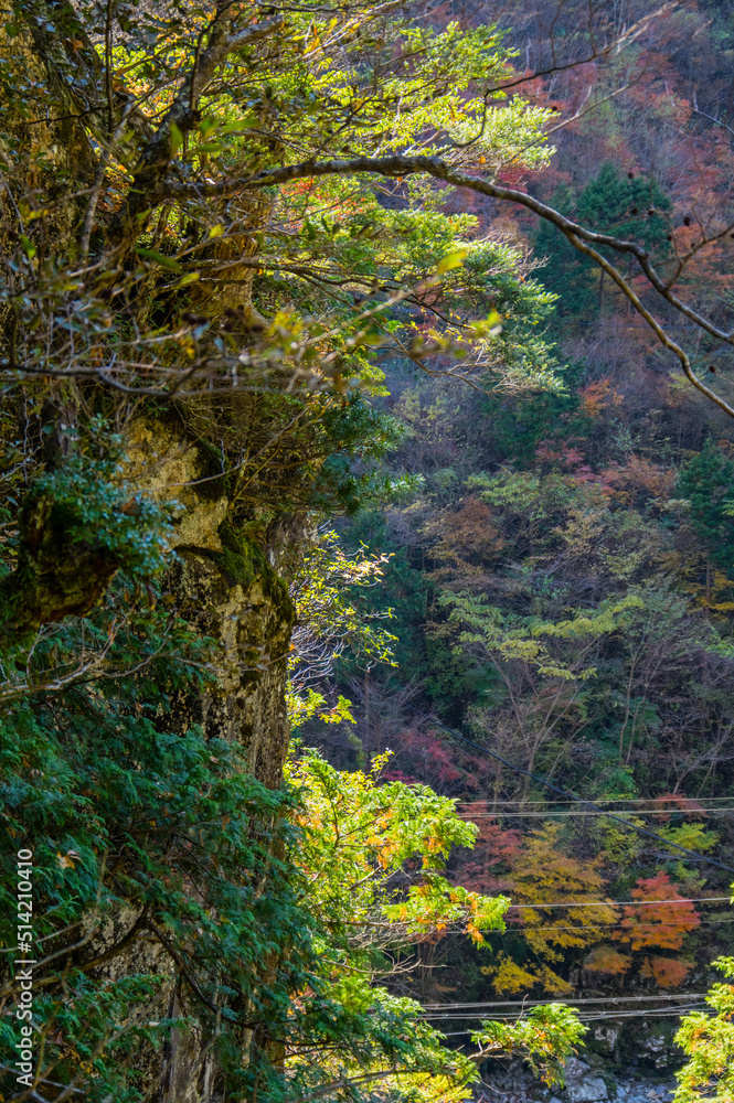 みたらい渓谷（奈良県吉野郡天川村）の紅葉