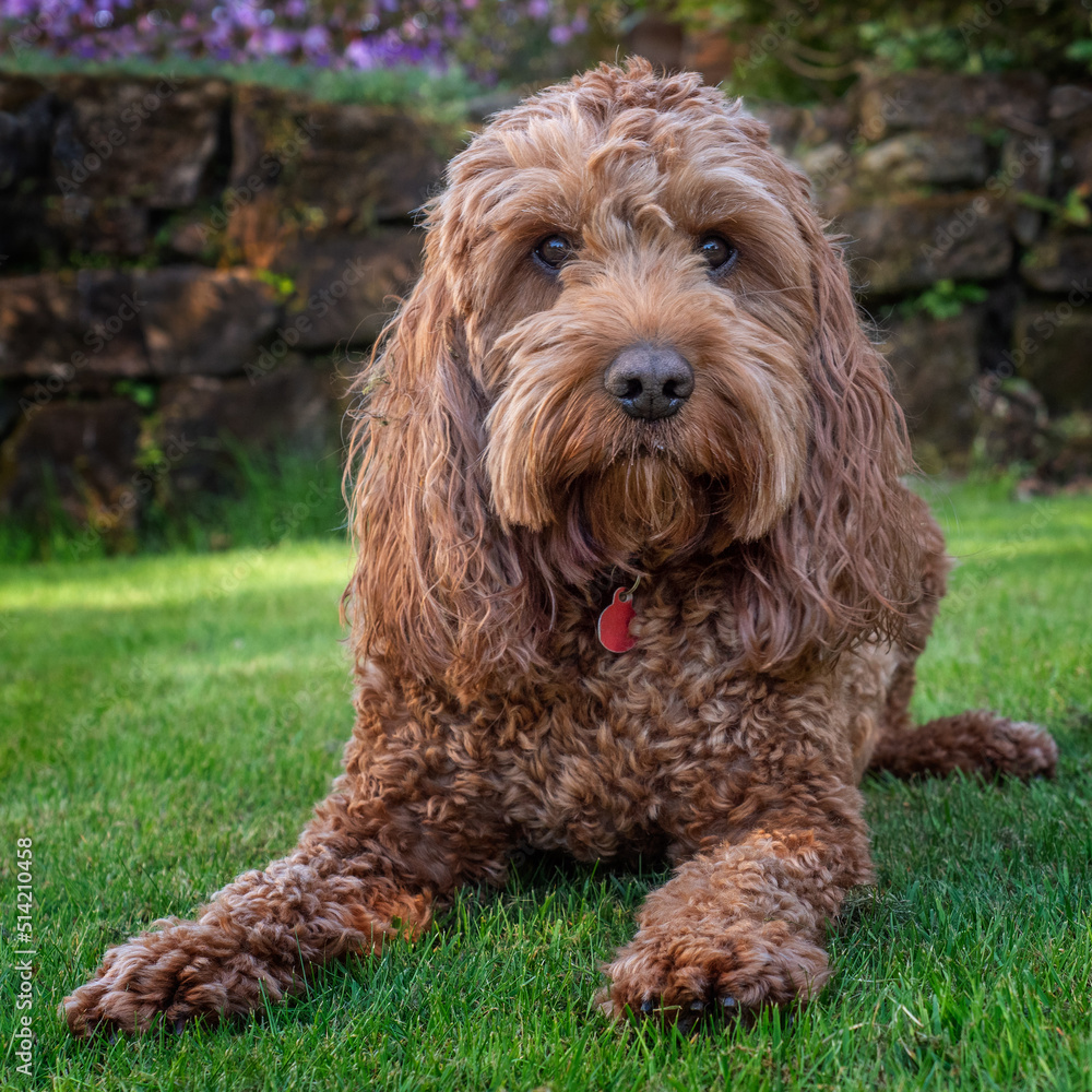 A red cockapoo dog lying down on the grass watching events around him