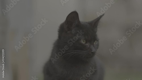 portrait of a black cat