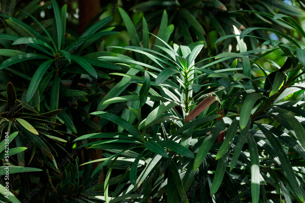 Tropical growing green leaves nature texture pattern Tropical growing green leaves nature texture pattern