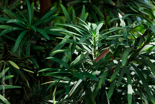 Tropical growing green leaves nature texture pattern
