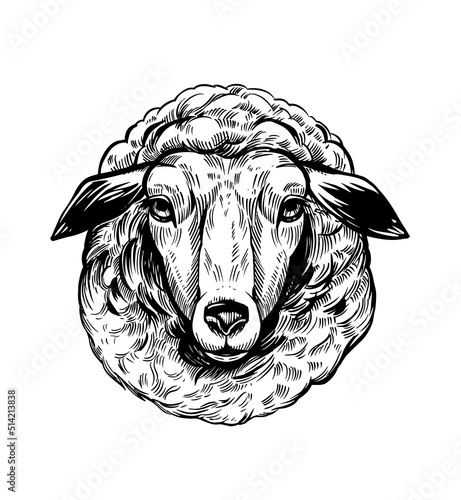 Sheep illustration. Vector hand drawn sketch. Wool