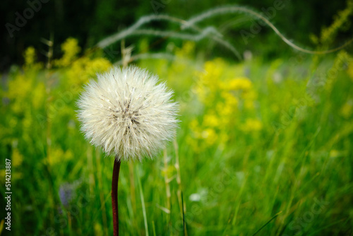 White dandelion background bright green grass.