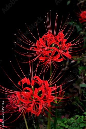 赤い彼岸花のクローズアップ
