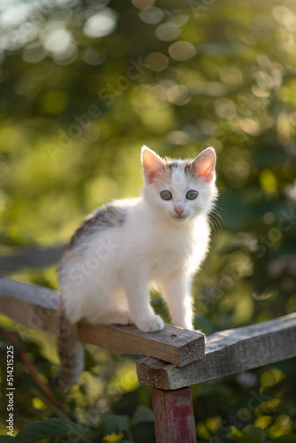 Photo of a small fluffy kitten in a summer garden.