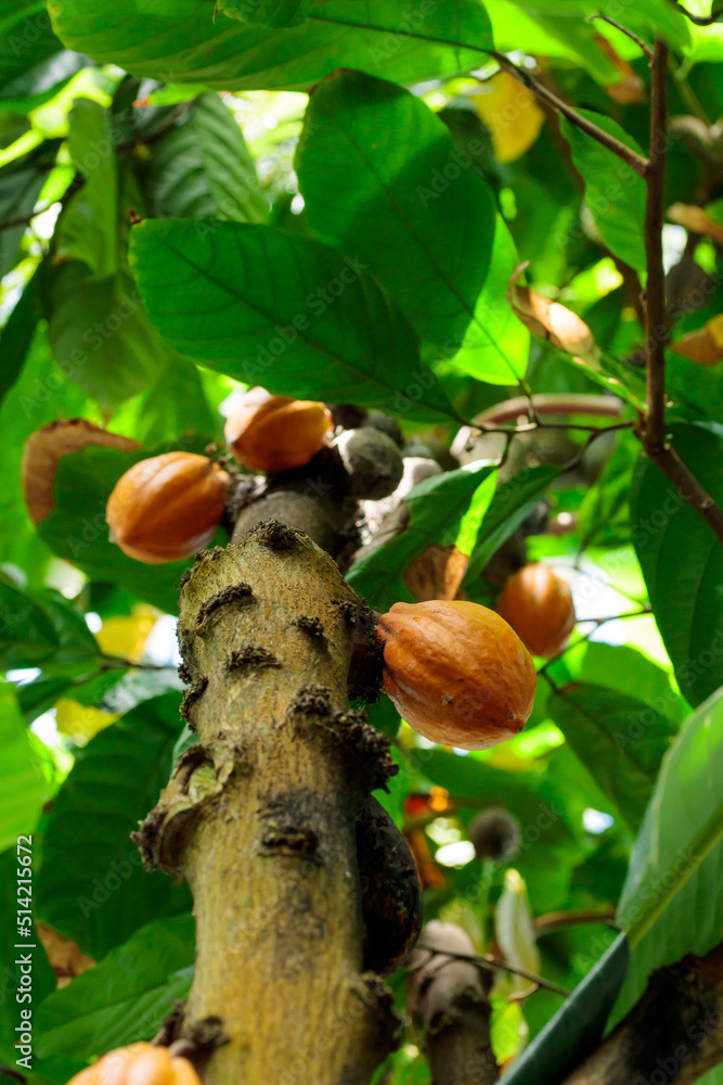 Fototapeta premium Orange color raw cocoa beans hanging on cacao tree in the forest