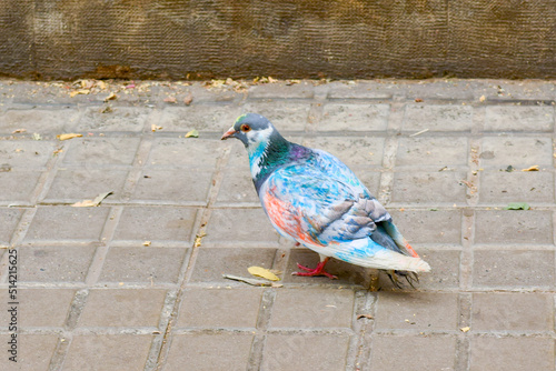 Pigeon painted with colorful felt-tip pens stands on stone pavement in city. Bird with creative pattern on feathers looks for food closeup photo