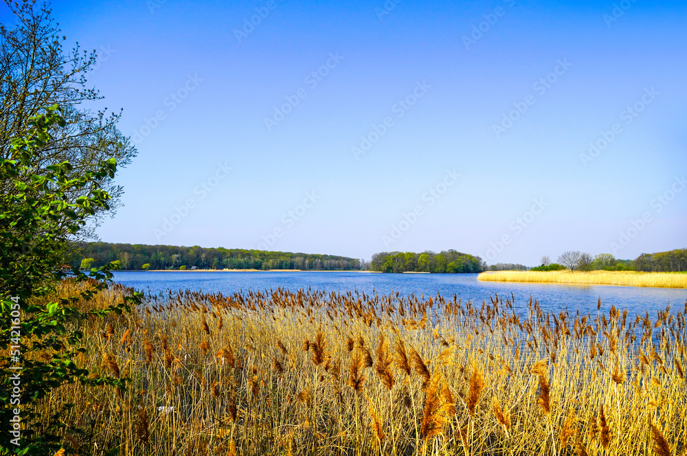 Horstsee near Wermsdorf. Landscape with a lake and reeds in the foreground.
