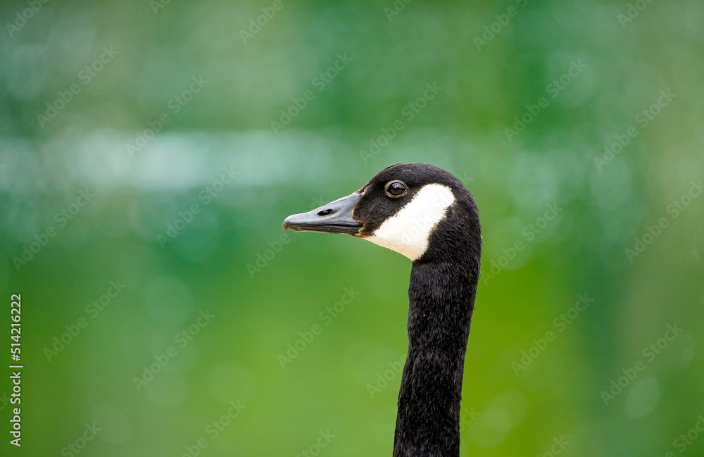 Canada goose in front of a green background. Branta canadensis.
Canada goose in front of a green background. Branta canadensis.