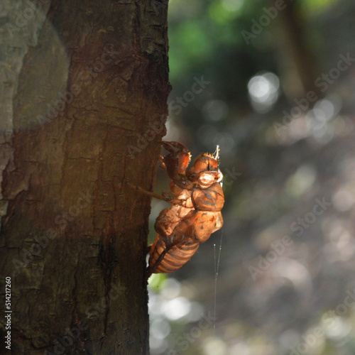 cicada skin