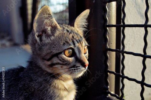 portrait of a tabby cat
