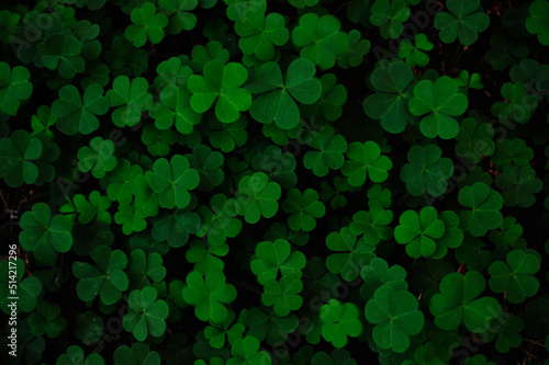 clover background
