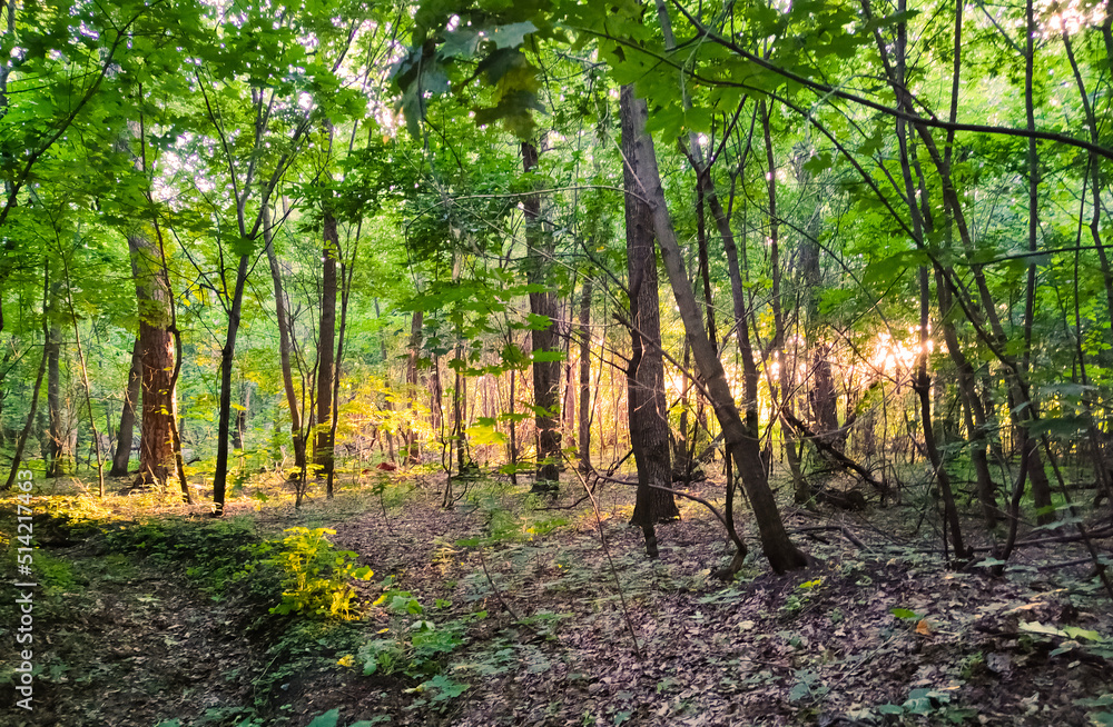 Beautiful forest. Green trees. Wood nature background. Beautiful forest. Green trees. Wood nature background.