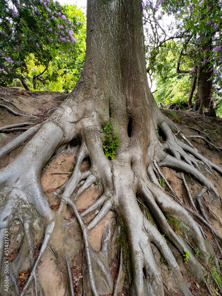 Tree Roots branching out - support