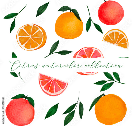 Watercolour Tropical Orange and Grapefruit design Collection on white background. Hand Drawning Citrus Fruit , full and cut, green branch leaves. Illustration
