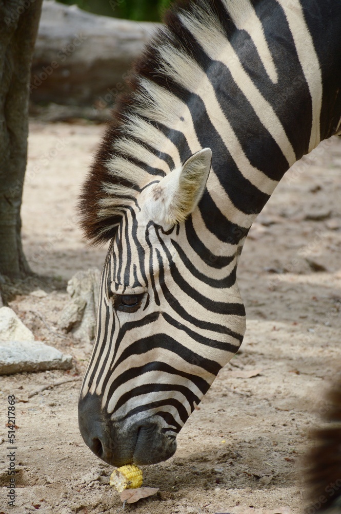 Fototapeta premium Zebra in nature garden
