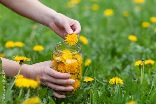 Foto Harvesting edible yellow dandelion flowers in a meadow.