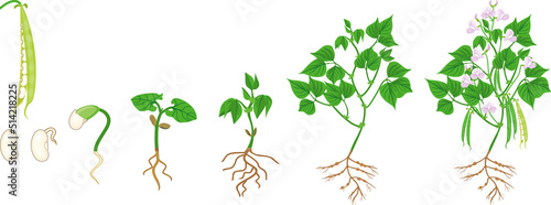 Life cycle of bean plant. Growth stages from seeding to flowering and fruiting plant with root system isolated on white background