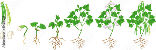 Life cycle of bean plant. Growth stages from seeding to flowering and fruiting plant with root system isolated on white background
