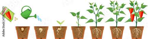 Life cycle of pepper plant. Growth stages from seeding to flowering and fruiting plant with root system in flower pot isolated on white background