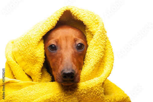 image of dog towel white background