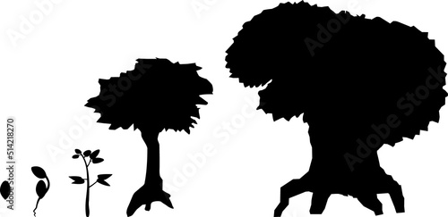 Black silhouette of life cycle of tree  from seed to old tree. Stages of growth of cartoon tree isolated on white background